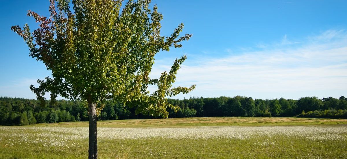 Captivating landscape of a lone tree in a peaceful meadow in Pforzheim, Germany.