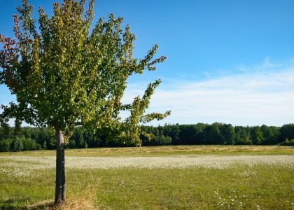 Captivating landscape of a lone tree in a peaceful meadow in Pforzheim, Germany.
